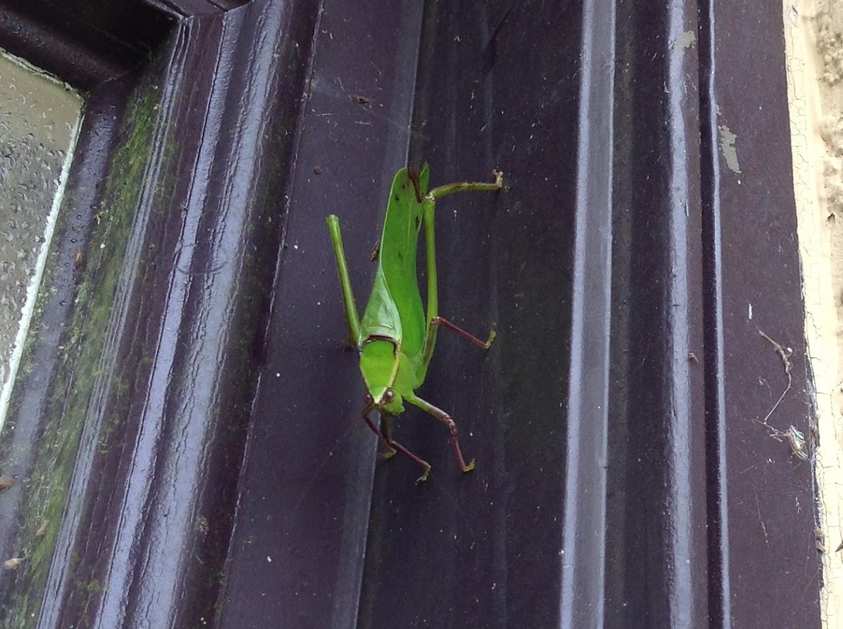 Giant Katydid