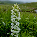 Tall White Bog Orchid