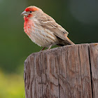 House Finch