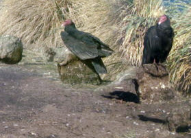 Turkey-vulture