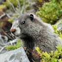 Hoary marmot