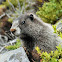 Hoary marmot