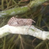 Beet armyworm moth