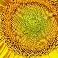 Girasole tutto tondo di 