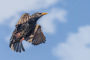 Sturnus vulgaris in flight by Wim Moons -   ( sturnus vulgaris, spreeuw, bird, common starling, wildlife )