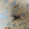 Wolf Spider