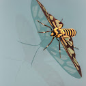 Clearwing Wasp Moth