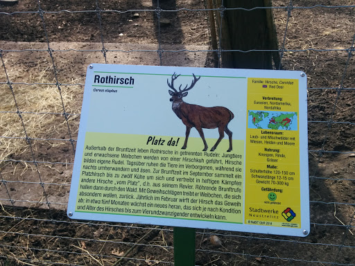 Rothirsch