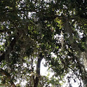 Spanish moss