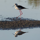 Black-winged Stilt