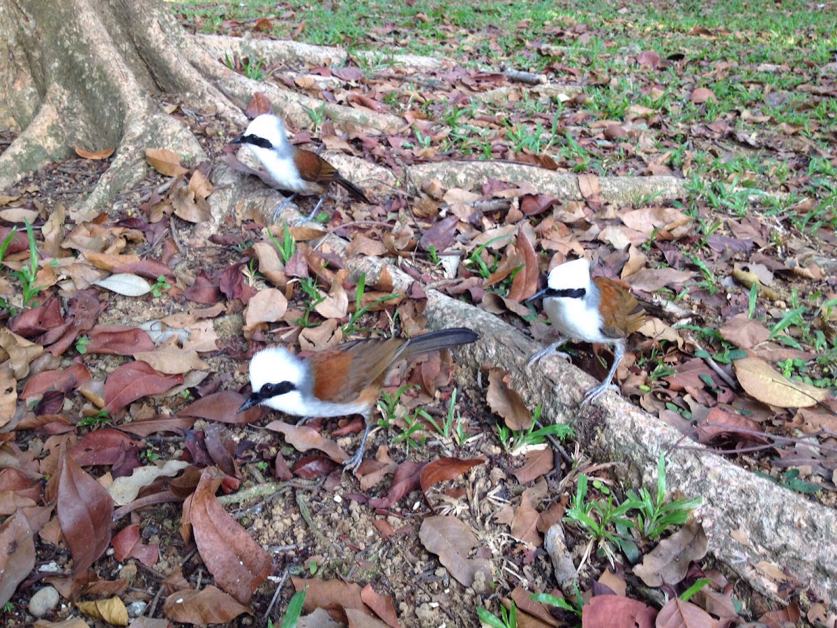 White-crested laughingthrush