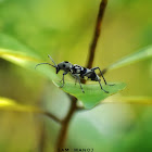 Round-necked Longhorn Beetle