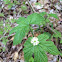 Goldenseal