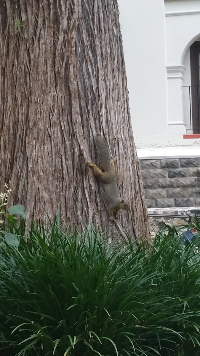 Tree Squirrel