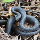 Southern black racer