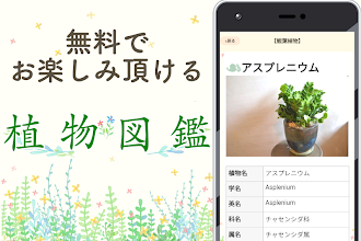 植物 写真 名前 調べる 図鑑アプリ 観葉植物 サボテンの花 インテリア 多肉 花 ガーデニング հավելվածներ Google Play ում