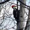 Pileated Woodpecker