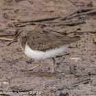 Common Sandpiper