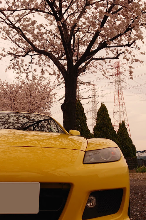 RX-8の桜とコラボに関するカスタム事例の投稿画像3枚目