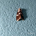 Erebid moth