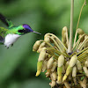 Purple-crowned Fairy