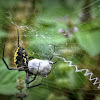 Black & Yellow Garden Spider