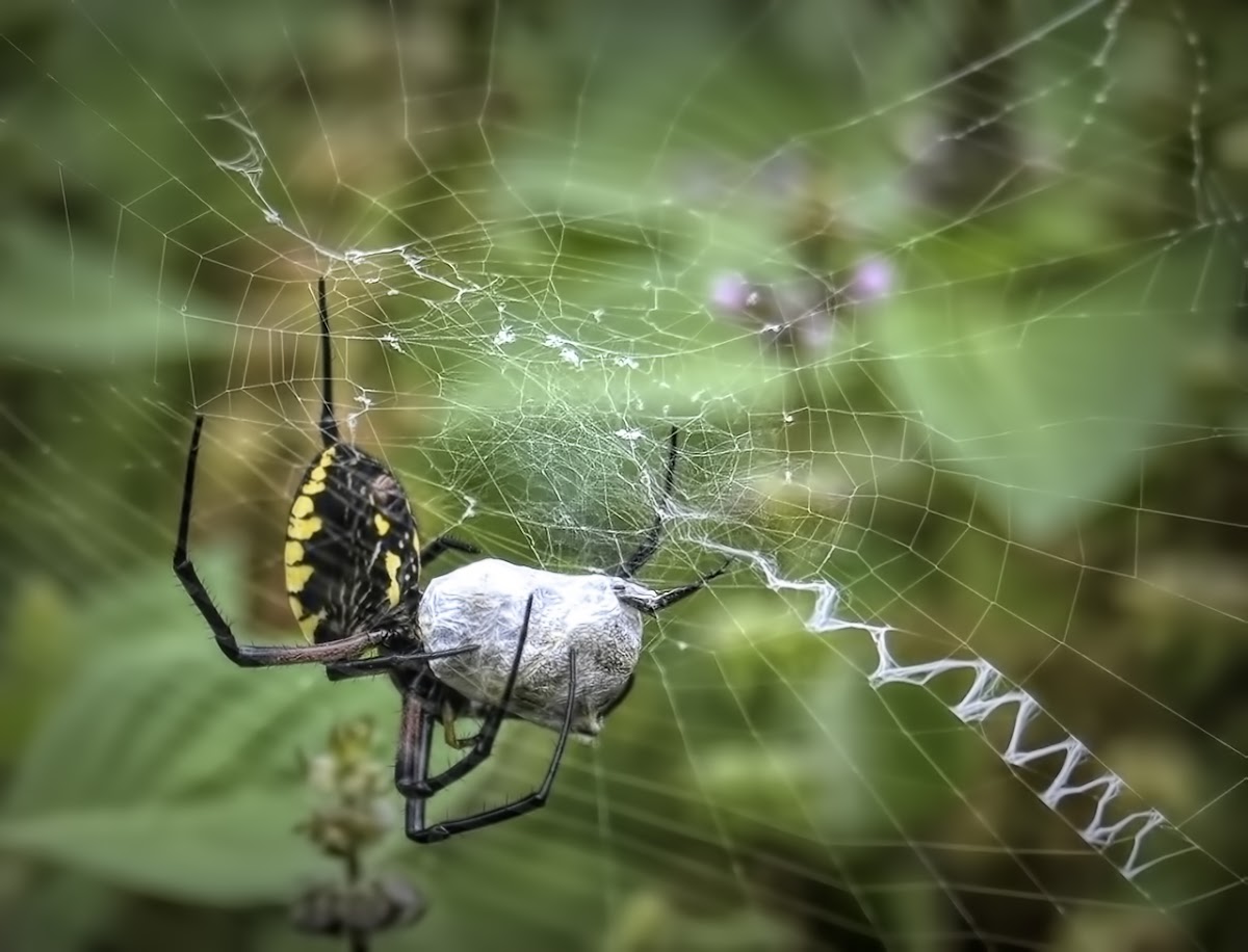 Black & Yellow Garden Spider