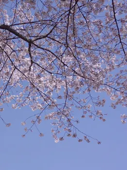 桜が散ったら恋が咲く🌸