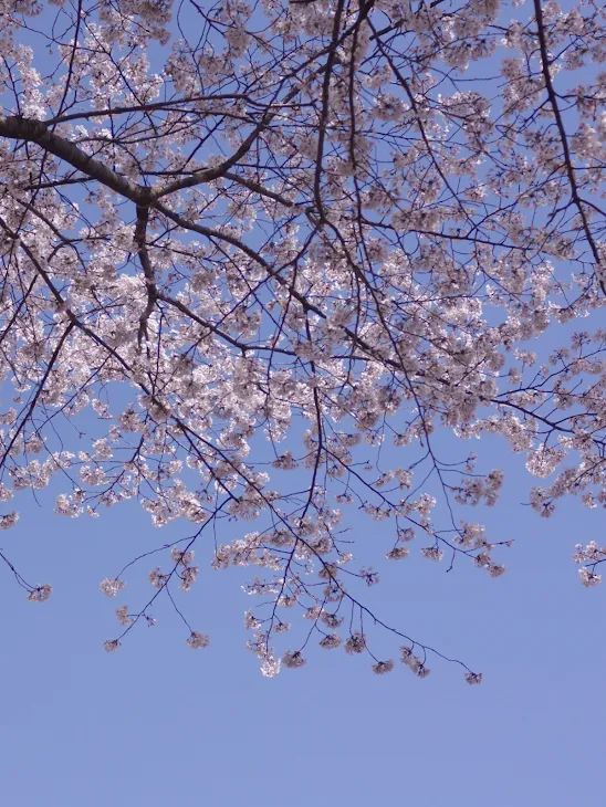 「桜が散ったら恋が咲く🌸」のメインビジュアル