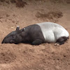 Tapir