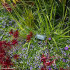 Kangaroo Paw