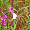 Cabbage White Butterfly