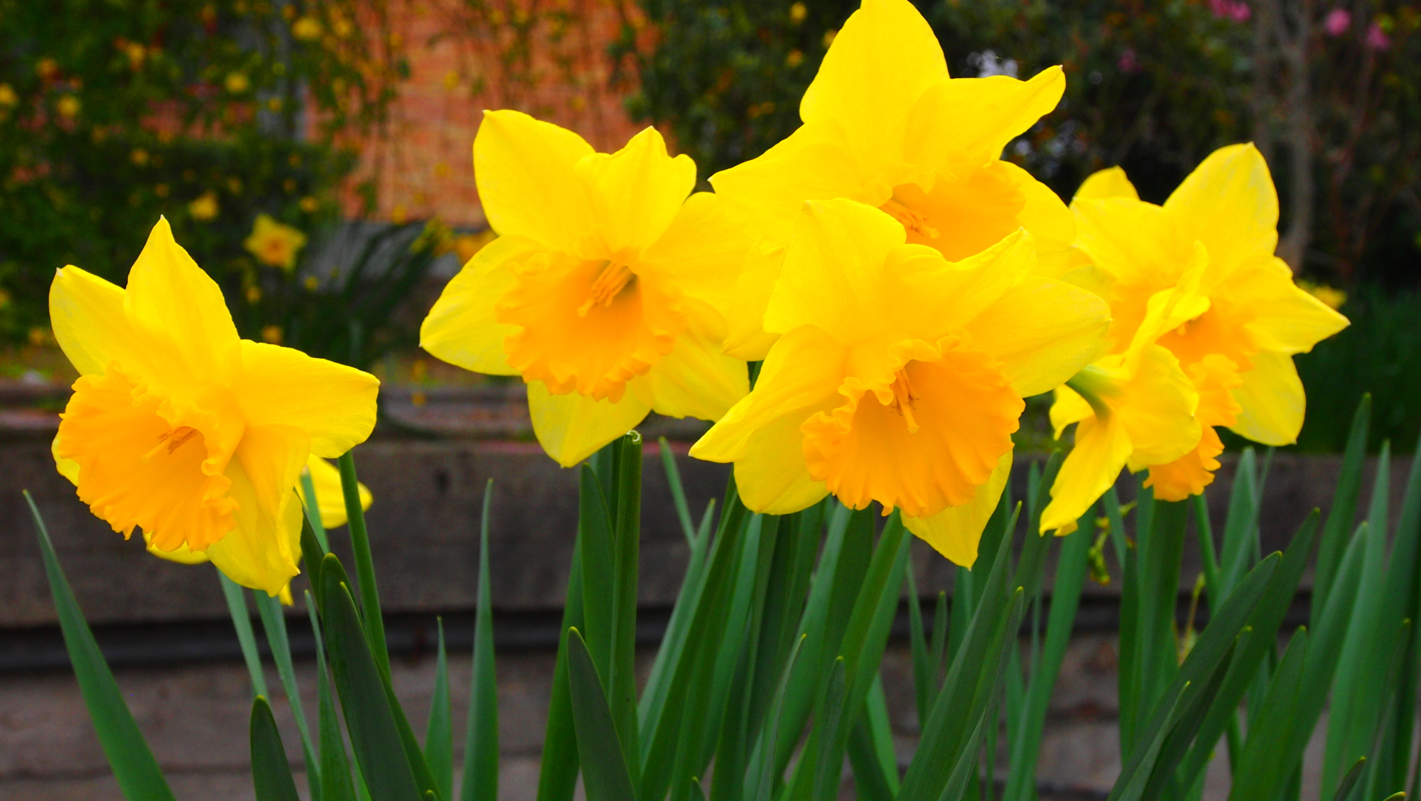 daffodils di Thomasina