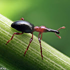 Sweet Potato Weevil