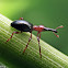 Sweet Potato Weevil