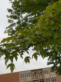 Maple tree