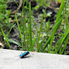 Six-spotted Green Tiger Beetle