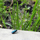 Six-spotted Green Tiger Beetle