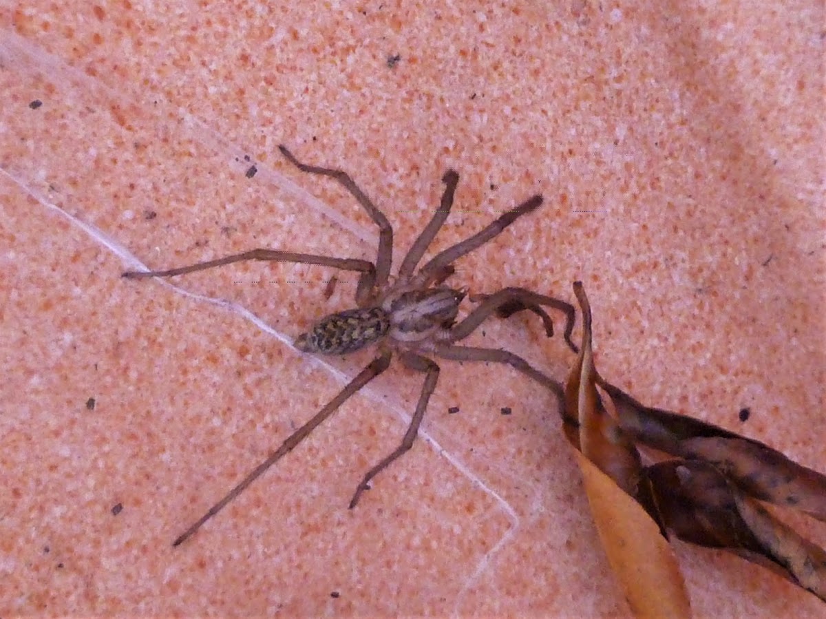 Giant house spider