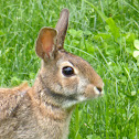 Eastern Cottontail