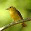 Summer tanager