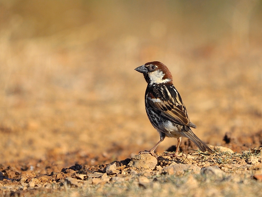 Gorrión moruno (Spanish sparrow)