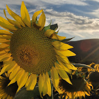 Tramonto sul girasole di 