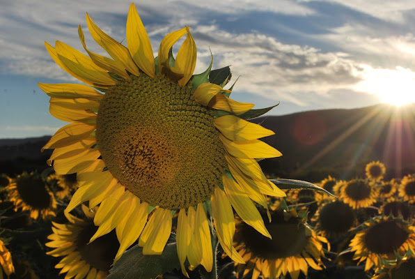 Tramonto sul girasole di K.Luchi