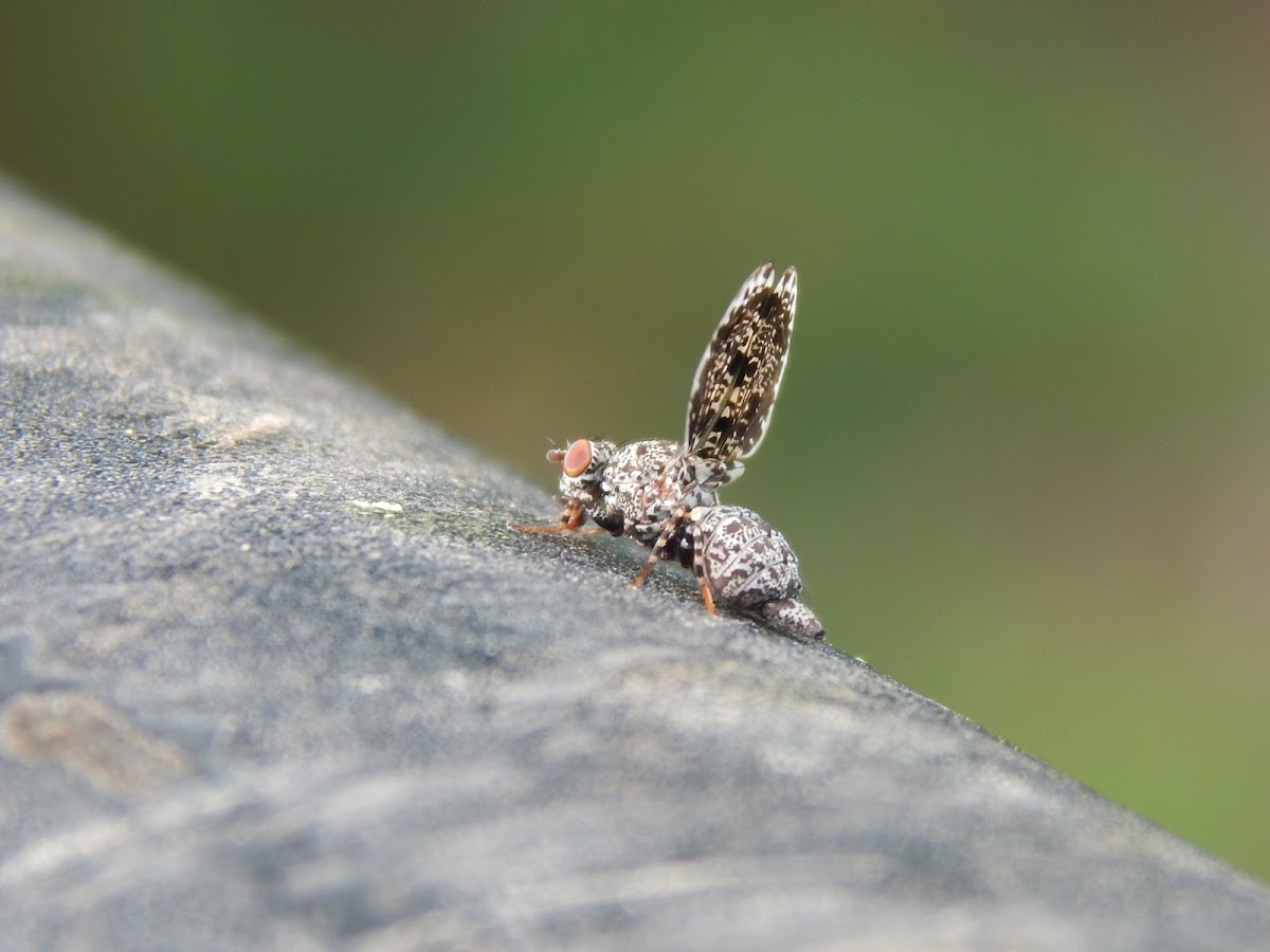 Peacock Fly