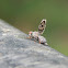 Peacock Fly