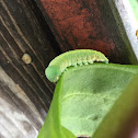 WHITE-DOTTED PROMINENT