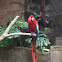 Scarlet Macaw