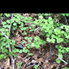 Spicebush Swallowtail