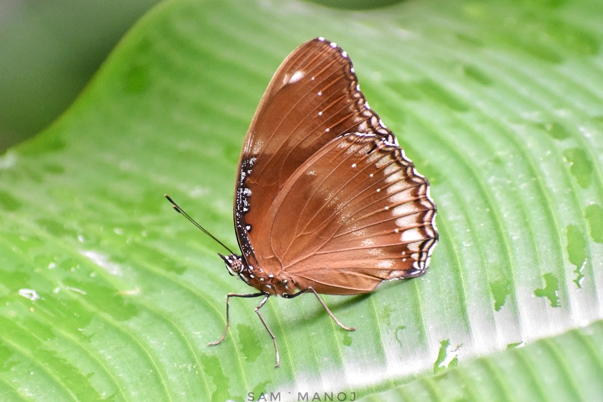 Great Eggfly